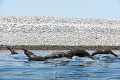 California sea lions surfing - Gulf of California