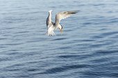 Elegant tern looking for fish - Gulf of California
