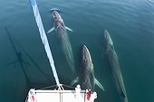 Fin whales bowriding a catamaran - Gulf of California