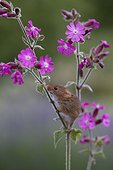 Harvest Mouse on Red Campion in summer - GB