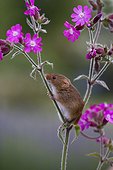 Harvest Mouse on Red Campion in summer - GB