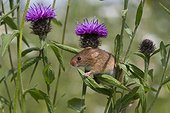 Harvest Mouse on Knapweed in summer - GB