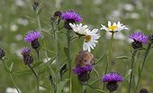 Harvest Mouse among wild flowers in summer - GB