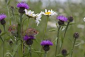 Harvest Mouses among wild flowers in summer - GB