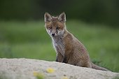 Cub Red Fox sitting in a meadow at spring - GB