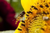 Marmelade Fly foraging Sunflower - France