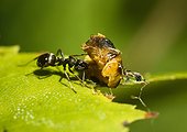 Carpenter Ant eating a Ladybeird nymph - France ; This ant began to devour a ladybug exuvie when it fell from the sheet. This photo shows the ant trying to recover its food to its original position