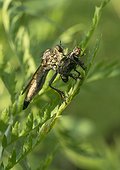Robber Fly female eating a Flesh Fly - France ; Predatory flies feed on insects, which they perforate the cuticle. Their saliva liquefies the body of the prey before eating it.