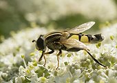 Large Tiger Hoverfly on flower Giant Hogweed - France