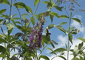 Olive bee hawk-moth gathering nectar of butterfly bush 