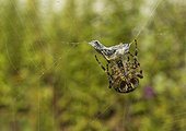Cross orbweaver packing a prey on his web - France  ; The garden spider tiara up its prey before it and turns it between his legs while his chains silk glands expel packaging. 