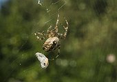 Cross Orbveawer taking his prey outside the web - France