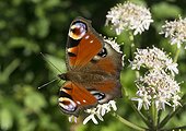 Camberwell beauty pollinating giant hogweed flower - France
