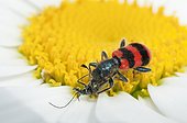 Bee beetle feeding on a small beetle - France