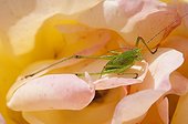 Speckled Bush Cricket on Rose - France