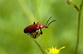 Red-headed Cardinal Beetle on a Buttercup - France