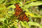 Comma Butterfly on Canada Goldenrod Flowers - France 