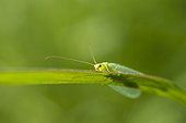 Green lacewing on a blade of grass - France