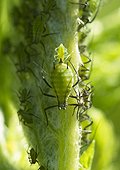 Birth of aphid - France  ; Female aphid giving birth to a female by parthenogenesis