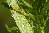 Marmalade Hoverfly larva eating a Aphid - France