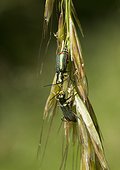 Malachite Beetles courtship behaviour - France
