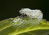 Meadow Froghopper exuvie after moult - France 