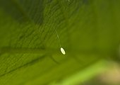 Egg Lacewing - France 