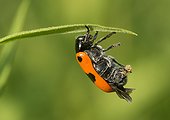 Leaf Beetle laying an egg - France ; The glossy clystre lays an egg that then covered with excremental scales using its hind legs.