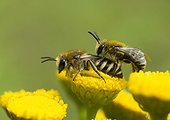 Davies' Colletes mating on Tansy - France ; Mating particularly brutal and fast, the male jumps on the female and usually they fall together.