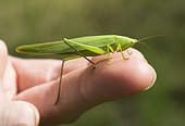 Large Conehead on a finger - France 