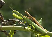 Praying Mantis mating - France