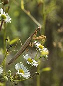 Praying mantis male on Aster flowers - France 
