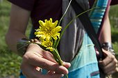 Picking Salsify meadows - Auvergne France  ; Meadow salsify, stems and flower buds can be cooked in salads or cooked