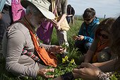 Picking edible wild plants - Auvergne France ; Picking edible wild plants with Guy Lalière