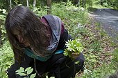 Harvest Woodruff - Auvergne France  ; Guy Lalière, naturopath botanist<br>The fragrant Woodruff has diuratiques, sedative and facilitates transit. Prepared herbal tea is a treat. It is a forest plant and edge 
