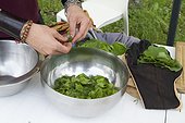 Salad Preparation of wild leaves - Auvergne France ; Guy Lalière, naturopath botanist<br>Salad with lime leaves, sorrel, violets and marsh bistorta officinalis, peeled stalks of marsh thistle, stem and flower buds of salsify meadow and pansy flowers.