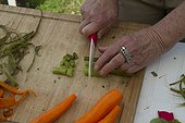 Preparation stems swamp thistle - Auvergne France ; Guy Lalière, naturopath botanist<br>