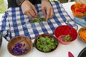 Preparing spring rolls wildflowers - Auvergne France ; Guy Lalière, naturopath botanistLinden <br>Leaves of Wild Bistort of Viola palustris, Great sorrel, Pansy. Marsh thistle stalks, stems and buds floral meadows Salsify