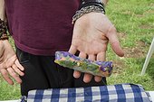 Preparing spring rolls wildflowers - Auvergne France ; Guy Lalière, naturopath botanistLinden <br>Leaves of Wild Bistort of Viola palustris, Great sorrel, Pansy. Marsh thistle stalks, stems and buds floral meadows Salsify
