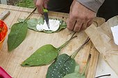 Preparation of Lungwort 's leaves fritters - Auvergne France ; Guy Lalière, naturopath botanist<br>Spread goat cheese on a sheet and cover with a second.Then soak in a flour dough before baking.