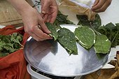 Preparation of Lungwort 's leaves fritters - Auvergne France ; Guy Lalière, naturopath botanist<br>Spread goat cheese on a sheet and cover with a second.Then soak in a flour dough before baking.