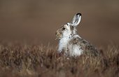 Mountain Hare feeding in grass at spring - Scotland