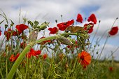 Harvest Mouse among wild flowers in summer - GB