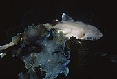 Piked dogfish - Mediterranean Sea