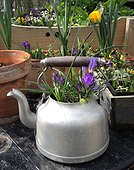 Crocus planted in a kettle