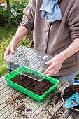 Sowing of potiron squashes in a seed tray
