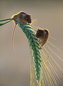 Harvest mouses amongst barley in summer - GB