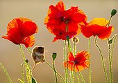 Harvest Mouse amongst poppies in summer - GB