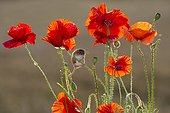 Harvest Mouse amongst poppies in summer - GB