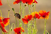 Harvest Mouse amongst poppies in summer - GB